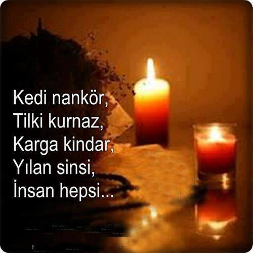 Yaşatılan Sözler Kedi Nankör, Tilki Kurnaz, Karga Kindar, yılan Sinsi
